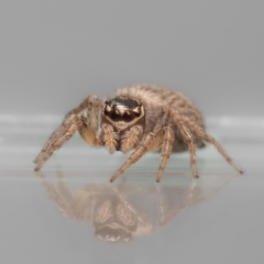 Maratus griseus at QPRC LGA - 14 Nov 2023