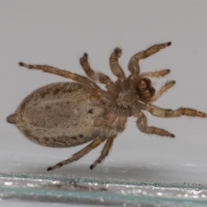 Maratus griseus at QPRC LGA - suppressed