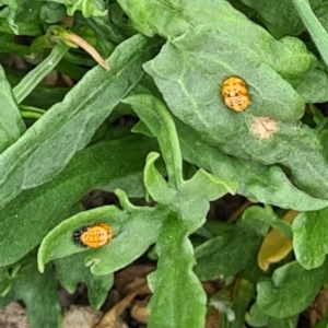 Harmonia conformis at Sth Tablelands Ecosystem Park - 16 Nov 2023