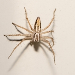 Oxyopes sp. (genus) (Lynx spider) at Jerrabomberra, NSW - 14 Nov 2023 by MarkT