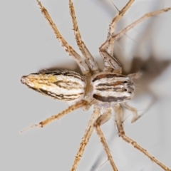 Oxyopes sp. (genus) at QPRC LGA - 14 Nov 2023