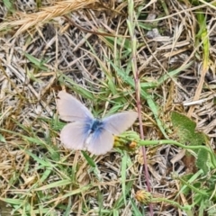 Zizina otis (Common Grass-Blue) at National Arboretum Woodland - 16 Nov 2023 by galah681