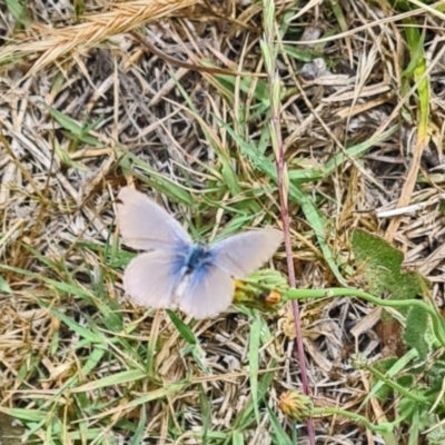 Zizina otis (Common Grass-Blue) at Molonglo Valley, ACT - 15 Nov 2023 by galah681