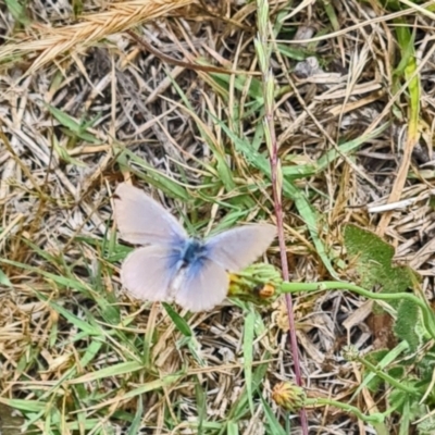 Zizina otis (Common Grass-Blue) at National Arboretum Woodland - 16 Nov 2023 by galah681