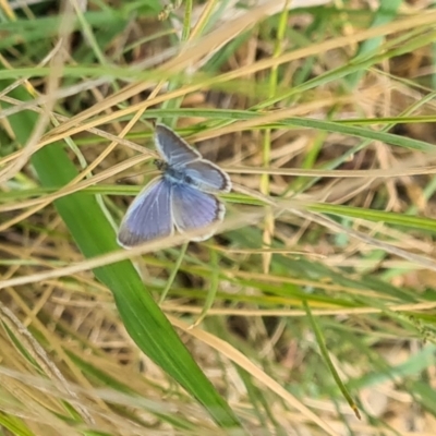 Zizina otis (Common Grass-Blue) at Molonglo Valley, ACT - 15 Nov 2023 by galah681