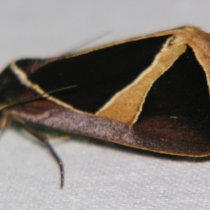 Agamana conjungens at Sheldon, QLD - suppressed