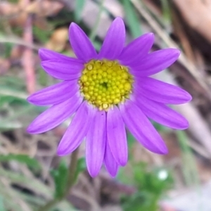 Calotis scabiosifolia var. integrifolia at Yaouk, NSW - suppressed