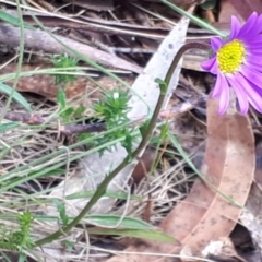 Calotis scabiosifolia var. integrifolia at Yaouk, NSW - suppressed