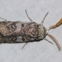 Cryptophasa irrorata (A Gelechioid moth (Xyloryctidae)) at Sheldon, QLD - 16 Nov 2007 by PJH123
