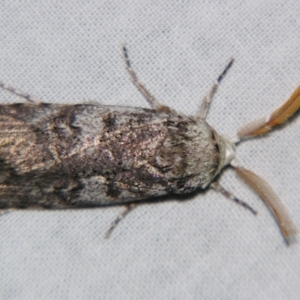 Cryptophasa irrorata at Sheldon, QLD - suppressed