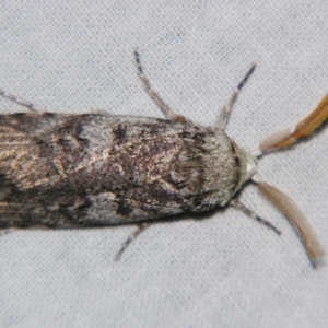 Cryptophasa irrorata at Sheldon, QLD - 16 Nov 2007