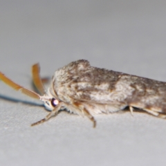 Cryptophasa irrorata at Sheldon, QLD - suppressed