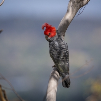 Callocephalon fimbriatum (Gang-gang Cockatoo) at Mount Majura - 15 Nov 2023 by trevsci