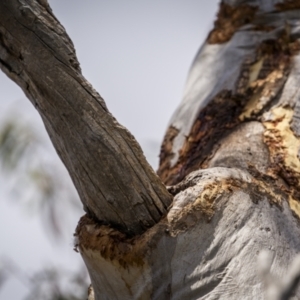 Callocephalon fimbriatum at Mount Majura - 15 Nov 2023