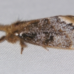 Euproctis marginalis (Margined Browntail Moth) at Sheldon, QLD - 16 Nov 2007 by PJH123