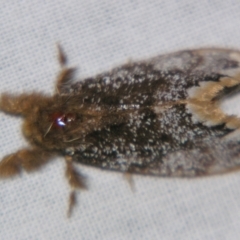 Euproctis marginalis at Sheldon, QLD - suppressed