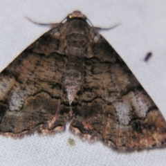 Cryphaea xylina (Woodland Geometrid) at Sheldon, QLD - 16 Nov 2007 by PJH123