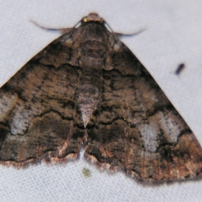 Cryphaea xylina (Woodland Geometrid) at Sheldon, QLD - 16 Nov 2007 by PJH123