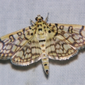 Haritalodes derogata at suppressed - suppressed