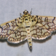 Haritalodes derogata (Spilomelinae) at Sheldon, QLD - 16 Nov 2007 by PJH123