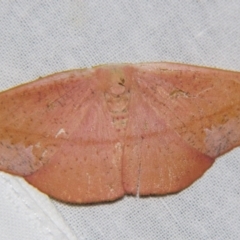 Onycodes rubra (A Geometer moth (Oenochrominae)) at Sheldon, QLD - 16 Nov 2007 by PJH123