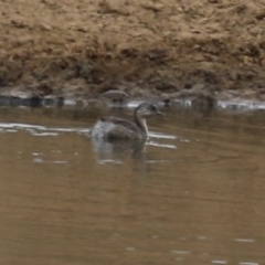 Poliocephalus poliocephalus (Hoary-headed Grebe) at Tuggeranong, ACT - 16 Nov 2023 by RodDeb