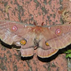 Opodiphthera eucalypti at Sheldon, QLD - suppressed