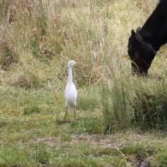 Bubulcus coromandus (Eastern Cattle Egret) at Gordon, ACT - 16 Nov 2023 by RodDeb