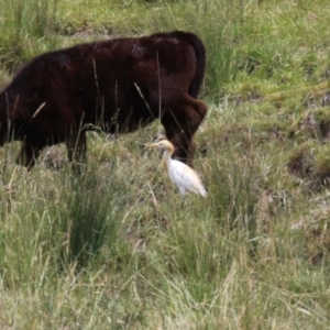 Bubulcus coromandus at Gordon, ACT - 16 Nov 2023