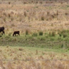 Bubulcus coromandus at Gordon, ACT - 16 Nov 2023