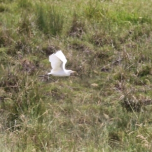 Bubulcus coromandus at Gordon, ACT - 16 Nov 2023