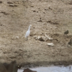 Bubulcus coromandus at Gordon, ACT - 16 Nov 2023