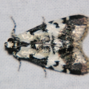 Orthaga seminivea at Sheldon, QLD - suppressed
