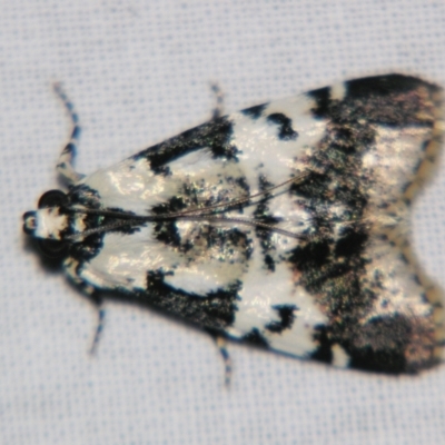Orthaga seminivea (A Pyralid moth (Epipaschinae) at Sheldon, QLD - 16 Nov 2007 by PJH123
