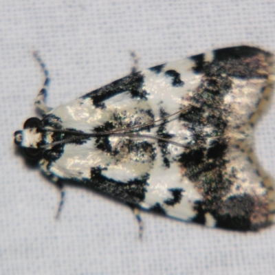 Unidentified Pyralid or Snout Moth (Pyralidae & Crambidae) at Sheldon, QLD - 16 Nov 2007 by PJH123