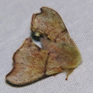 Panacela lewinae at Sheldon, QLD - suppressed