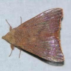 Unidentified Other moth at Sheldon, QLD - 16 Nov 2007 by PJH123