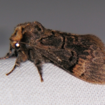 Parasoidea paroa (A Cup moth (Limacodidae) at Sheldon, QLD - 16 Nov 2007 by PJH123