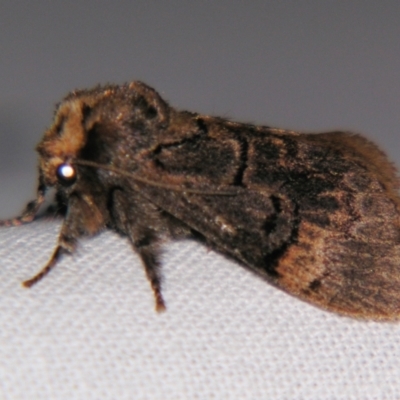 Parasoidea paroa (Limacodidae) at Sheldon, QLD - 16 Nov 2007 by PJH123