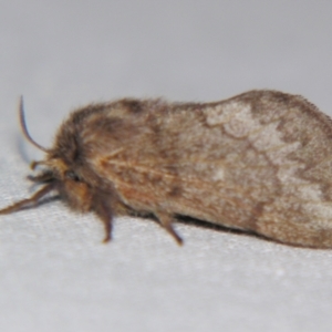 Pernattia pusilla at Sheldon, QLD - suppressed