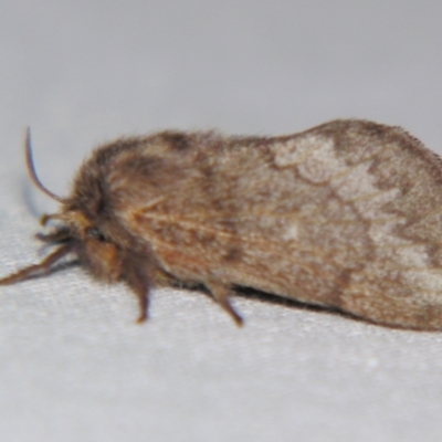 Pernattia pusilla (She-Oak Moth) at Sheldon, QLD - 16 Nov 2007 by PJH123