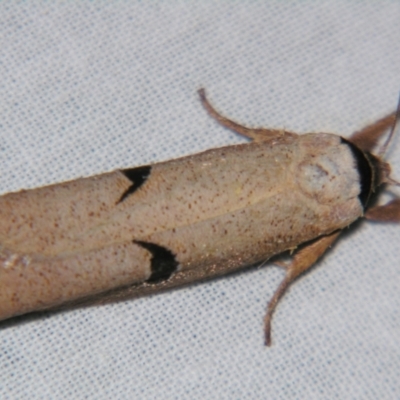 Pilostibes stigmatias (Xyloryctidae) at Sheldon, QLD - 16 Nov 2007 by PJH123