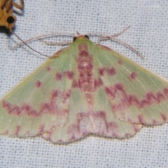 Prasinocyma rhodocosma (Northern Emerald) at Sheldon, QLD - 16 Nov 2007 by PJH123