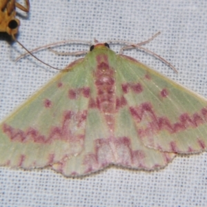 Prasinocyma rhodocosma at Sheldon, QLD - suppressed