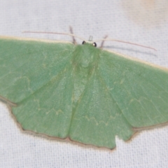 Prasinocyma semicrocea (Common Gum Emerald moth) at Sheldon, QLD - 16 Nov 2007 by PJH123