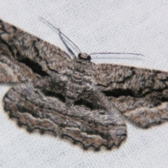 Scioglyptis canescaria (Fuscous Bark Moth (Boarmini) at Sheldon, QLD - 16 Nov 2007 by PJH123