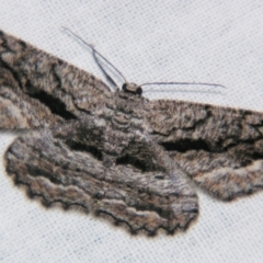 Scioglyptis canescaria (Fuscous Bark Moth, Boarmini) at Sheldon, QLD - 16 Nov 2007 by PJH123