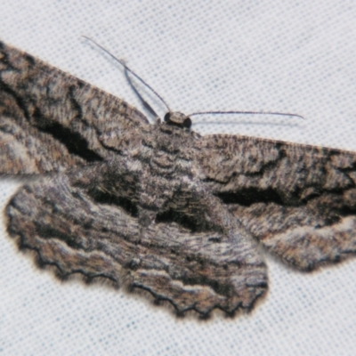 Scioglyptis canescaria (Fuscous Bark Moth, Boarmini) at Sheldon, QLD - 16 Nov 2007 by PJH123