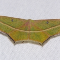 Traminda aventiaria (A Geometer moth) at Sheldon, QLD - 16 Nov 2007 by PJH123