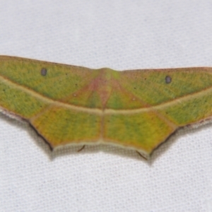 Traminda aventiaria at Sheldon, QLD - 16 Nov 2007